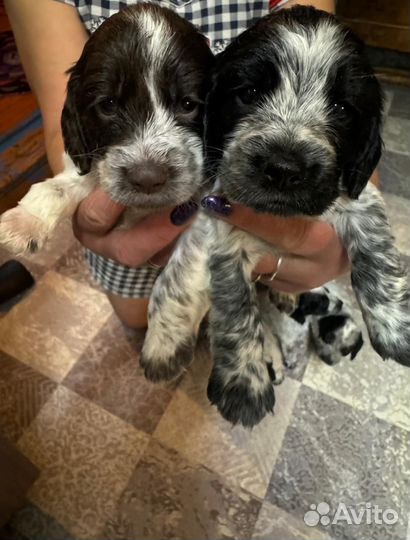 Русский спаниель