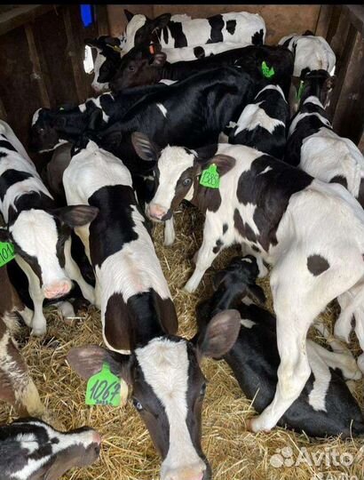 Бычки телята