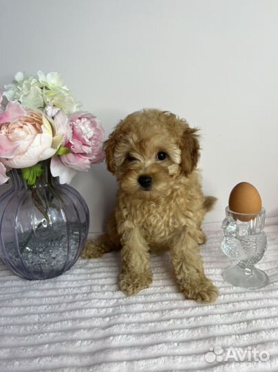 Той-пудель девочка