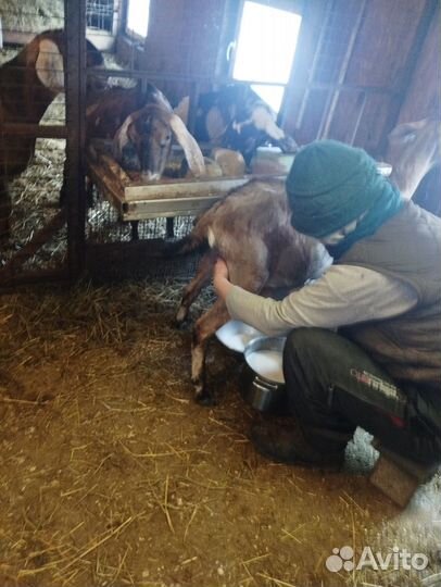 Англо нубийские козы