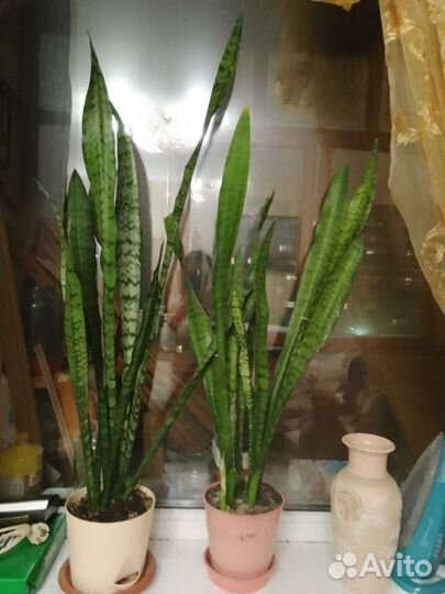 Щучий хвост или сансевиерия самый неприхотливый