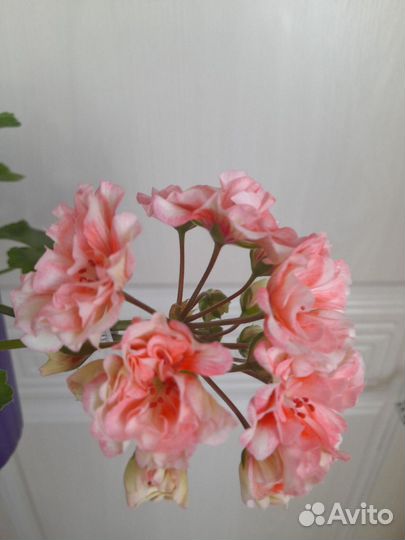 Коллекционные сорта пеларгонии