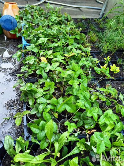 Земляника крупная садовая