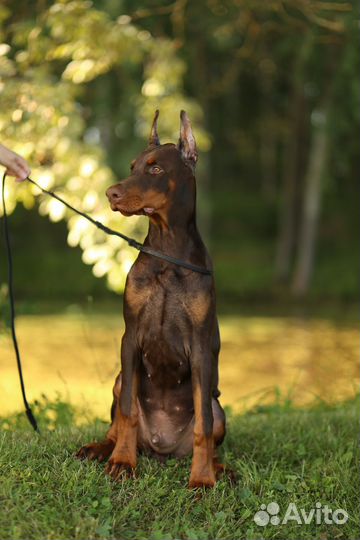 Щенкок добермана