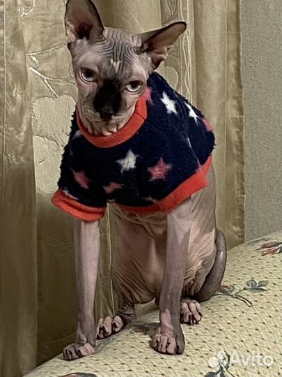 Канадский сфинкс