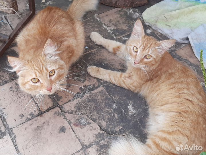 Рыжие котики