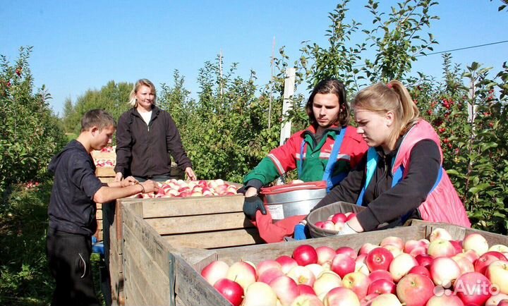 Требуется Сборщик