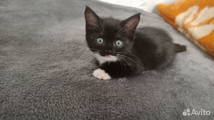 Котята в добрые руки бесплатно