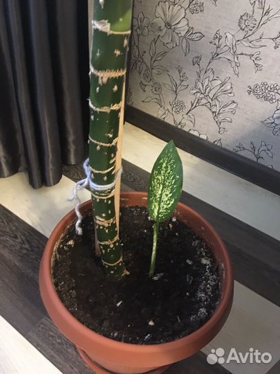 Диффенбахия