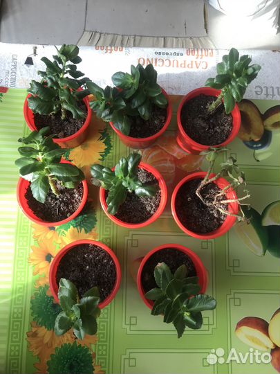 Комнатные цветы