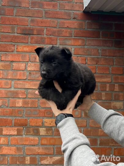 Щенки овчарки