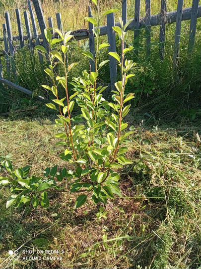 Участок 10 сот. (СНТ, ДНП)