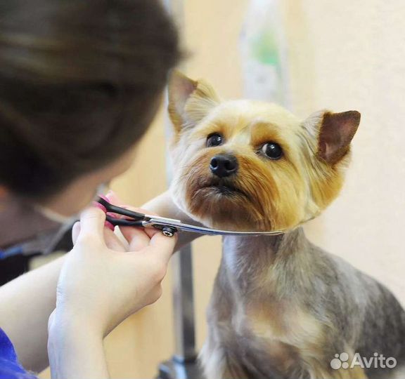 Груминг, стрижка собак (все породы)