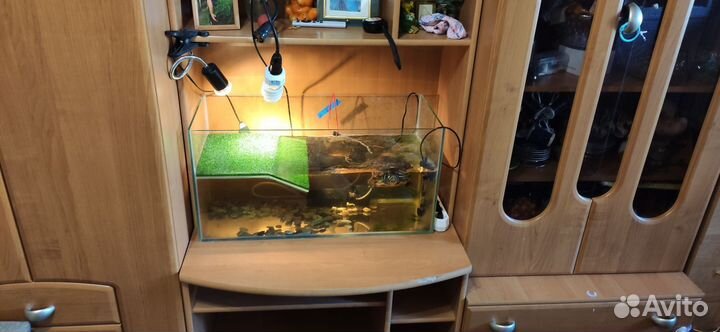 Аквариум черепашник