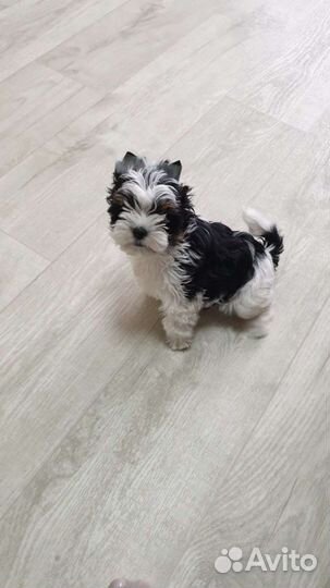 Бивер Вязка