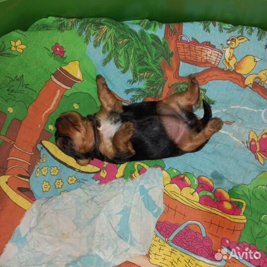 Йоркширский терьер щенки девочки