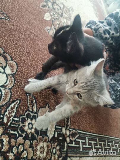Котята в дар бесплатно