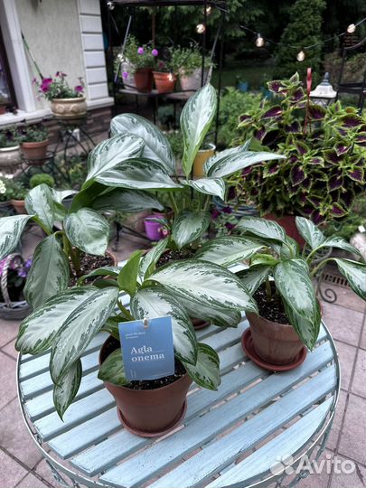 Аглаонема сильвер бей