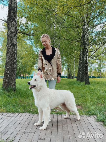 Вязка бшо (кобель)