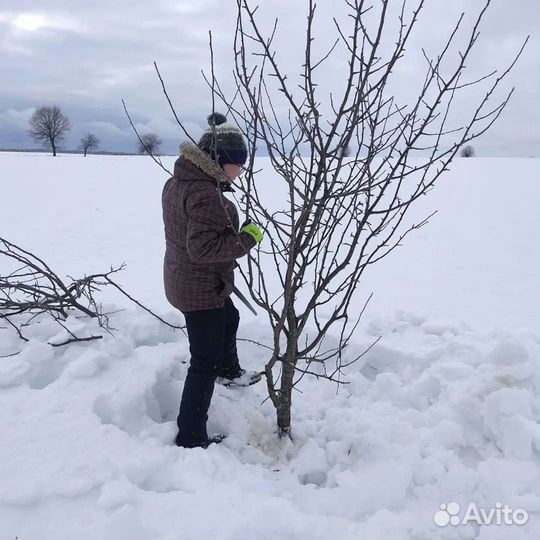 Обрезка плодовых деревьев