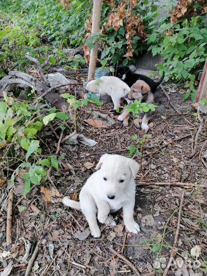Собака в добрые руки отдам бесплатно