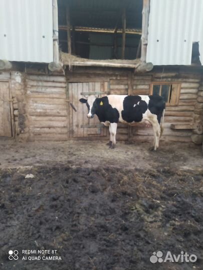 Продаю корову