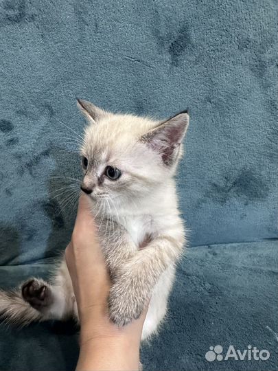 Котенок
