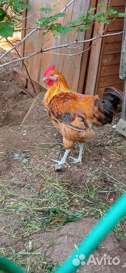 Молодые петушки