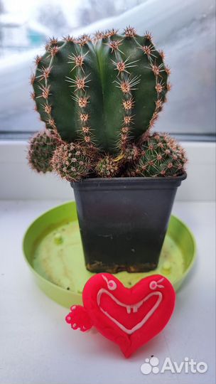 Комнатные цветы