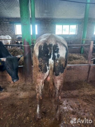 Быки на мясо