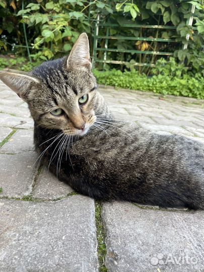 Добродушный ласковый кот