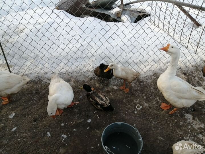 Яйца индийского бегунка, инкубационные