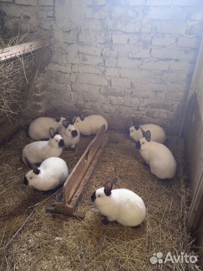 Калифорнийские кролики