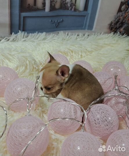 Мини мальчик