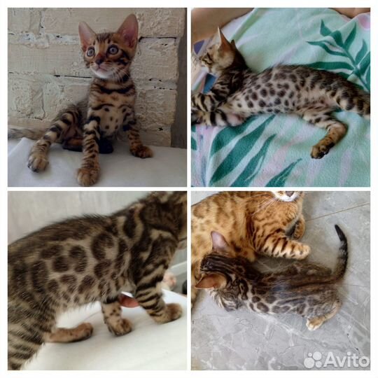 Бенгальские котята чистокровные