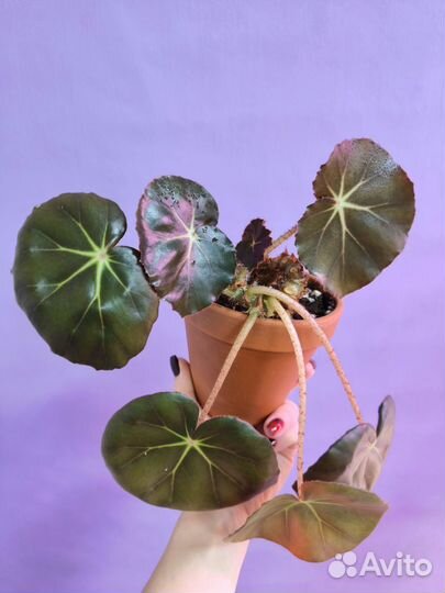 Бегония краснолистная