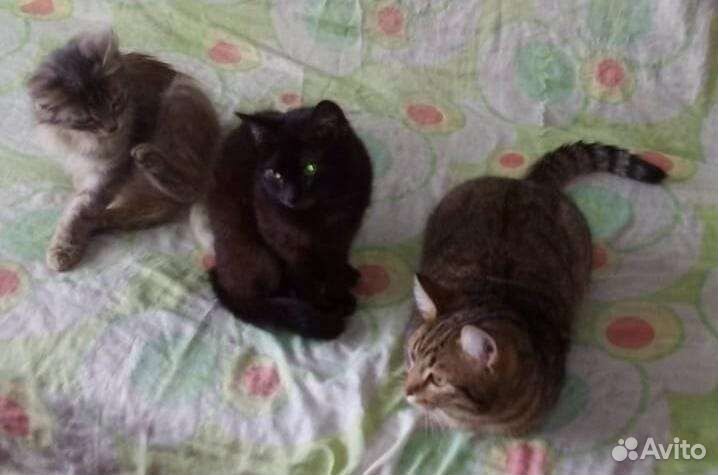 Кошки молодые