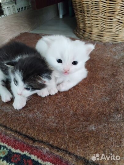 Котята курильский бобтейл