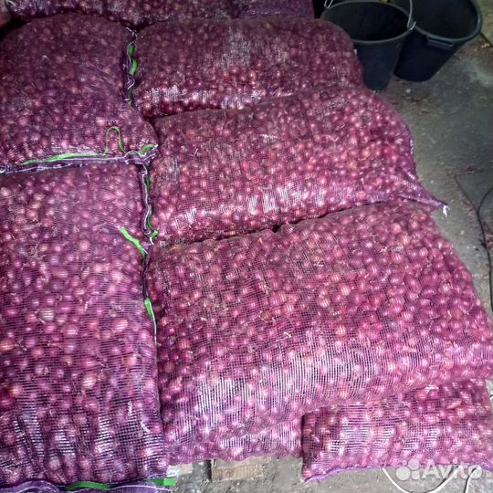 Лук севок оптом