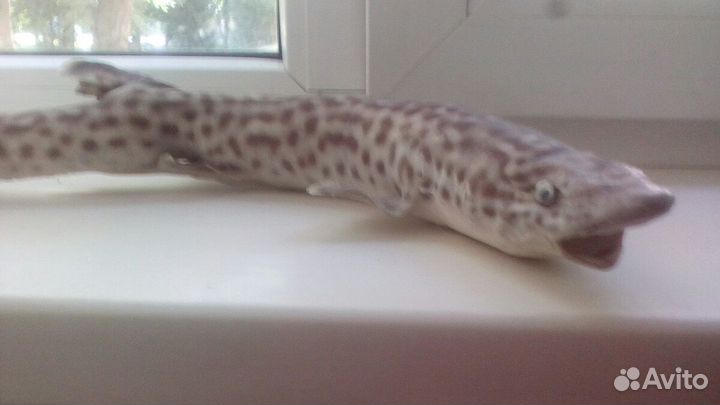 Чючело акулы