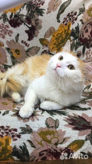 Ищем дом коту
