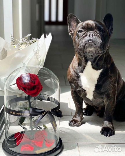 Роза в колбе