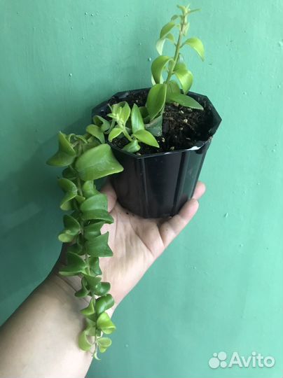 Эсхинантус Твистер, Жар птица, Аглаонама