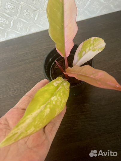 Филодендрон Карамель Марбл вариег