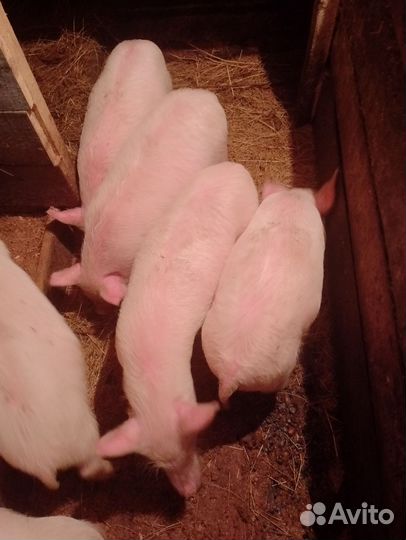 Поросята породы ландрас