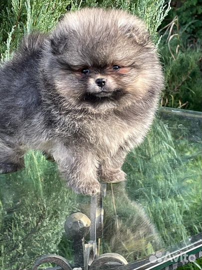 Шпиц мини девочка