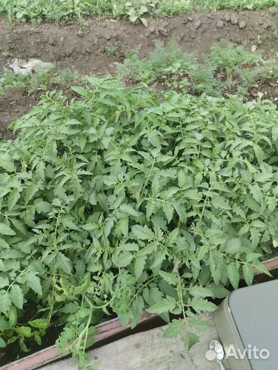 Помидоры, капуста