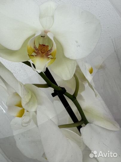 Орхидея фаленопсис