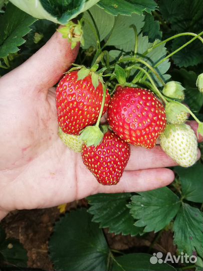 Рассада клубники усы