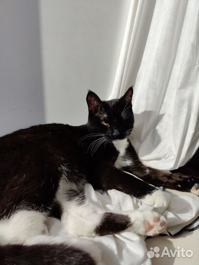 Кошка Нэнси